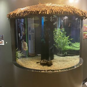 Amazing Amazon - Red-Bellied Piranha/ Caribe Piranha Tank