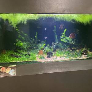 Amazing Amazon — Discus/Banded Leopornis Tank