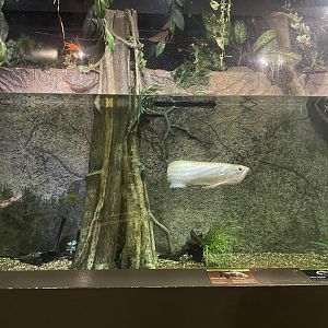 Amazing Amazon - Flooded Forest Tank