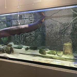 Amazing Amazon - Electric Eel Tank
