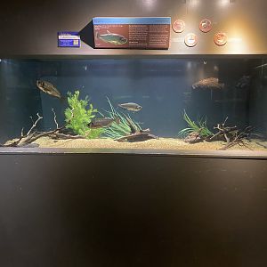 Amazing Amazon - Payara/Suckermouth(?) Catfish Tank