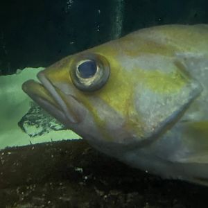 Fish ID? - Aquarium of the Bay