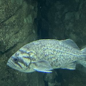 Fish ID? - Aquarium of the Bay