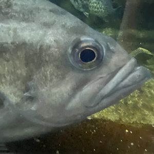 Fish ID? - Aquarium of the Bay