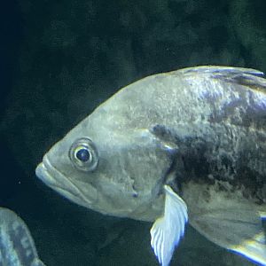 Fish ID? - Aquarium of the Bay