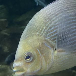 Fish ID? - Aquarium of the Bay