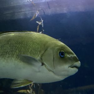 Fish ID? - Aquarium of the Bay