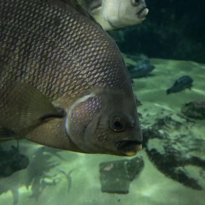 Fish ID? - Aquarium of the Bay