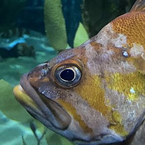 Fish ID? - Aquarium of the Bay