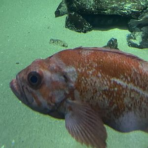 Fish ID? - Aquarium of the Bay