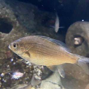 Fish ID? - Aquarium of the Bay