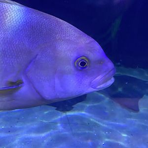 Fish ID? - Aquarium of the Bay