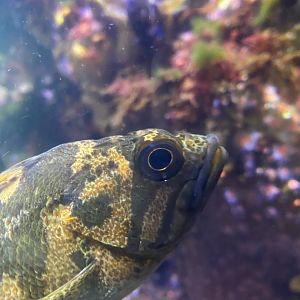 Fish ID? - Aquarium of the Bay