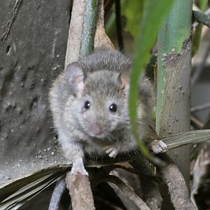 Mouse ID? - San Francisco Zoo (Wild)