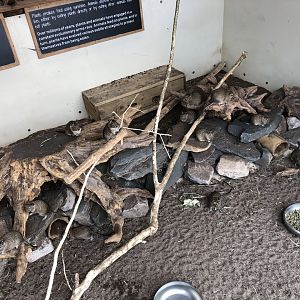 Degu Enclosure at Lakeland Wildlife Oasis (2020)