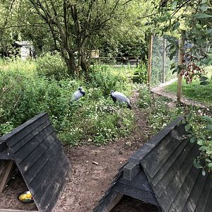 Demoiselle Crane Enclosure at Lakeland Wildlife Oasis (2020)