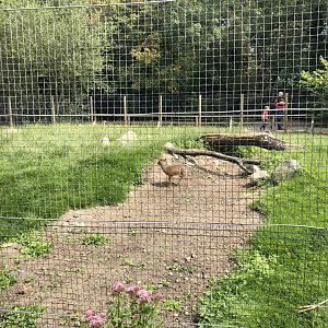Kirk's Dik-Dik Enclosure at Lakeland Wildlife Oasis (2020)