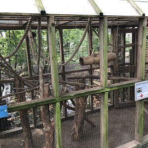 Swinhoe's Striped Squirrel at Lakeland Wildlife Oasis (2020)