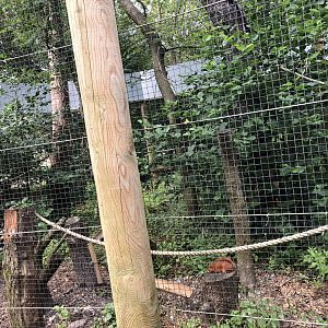 Red Squirrel Enclosure at Lakeland Wildlife Oasis (2020)