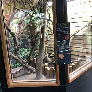 Northern Treeshrew Enclosure at Lakeland Wildlife Oasis (2020)