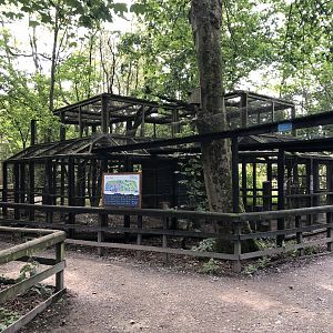 Emperor Tamarin, Common Marmoset and Azara's Agouti Enclosure at Lakeland Wildlife Oasis (2020)