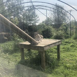 Snow Leopard Enclosure at Lakeland Wildlife Oasis (2020)