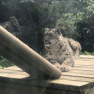 Snow Leopards at Lakeland Wildlife Oasis (2020)