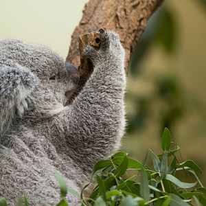 Queensland koala (Phascolarctos cinereus cinereus)