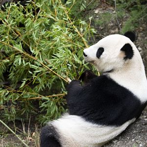 Giant panda (Ailuropoda melanoleuca)