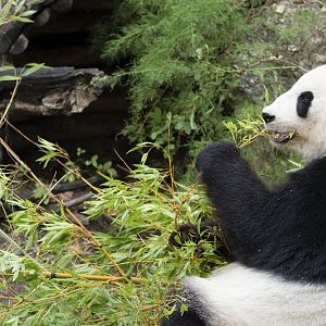 Giant panda (Ailuropoda melanoleuca)