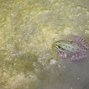 Green frog (Pelophylax esculentus) living in the giant panda enclosure