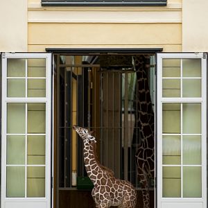 Reticulated giraffe (Giraffa camelopardalis reticulata)