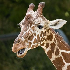 Reticulated giraffe (Giraffa camelopardalis reticulata)