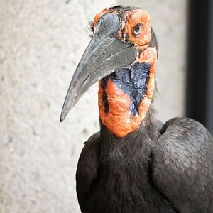 Southern ground hornbill (Bucorvus leadbeateri)
