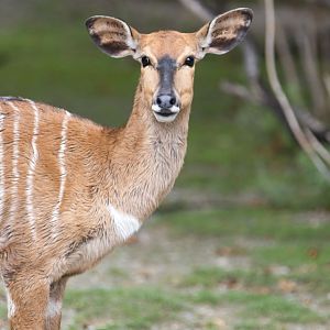 Nyala (Tragelaphus angasii)