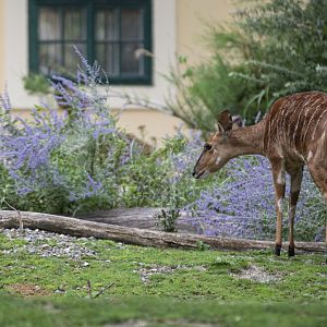 Nyala (Tragelaphus angasii)