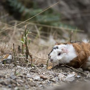Guinea pig (Cavia aperea f. porcellus)