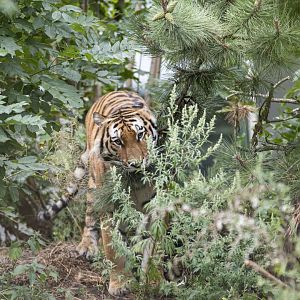 Siberian tiger (Panthera tigris altaica)