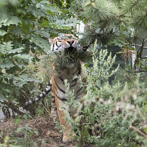 Siberian tiger (Panthera tigris altaica)