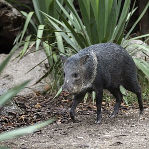 Collared peccary (Pecari tajacu)