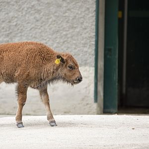 Southern bison (Bison bison bison)