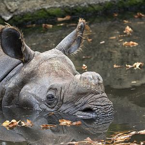 Indian rhino (Rhinoceros unicornis)