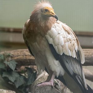 Western Egyptian vulture (Neophron percnopterus percnopterus)