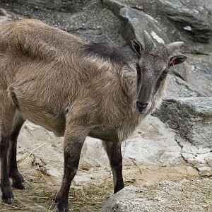 Himalayan tahr (Hemitragus jemlahicus)