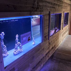 Row of Aquariums at Lakeland Wildlife Oasis (2020)