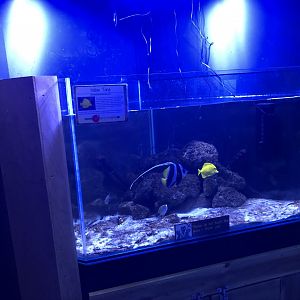 Yellow Tang Tank at Lakeland Wildlife Oasis (2020)