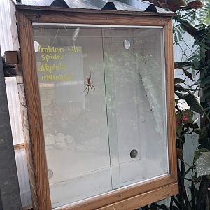 Golden Silk Spider Enclosure at Lakeland Wildlife Oasis (2020)