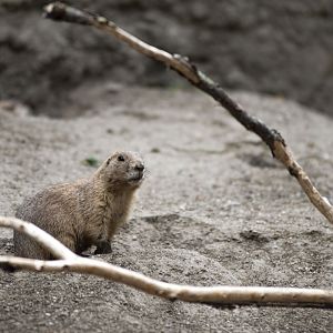 Black-tailed prairie dog (Cynomys ludovicianus)