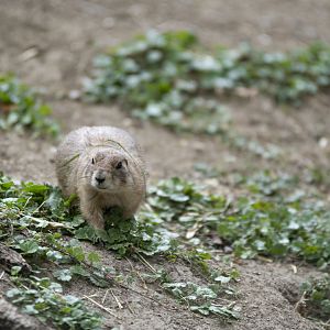 Black-tailed prairie dog (Cynomys ludovicianus)