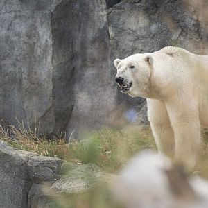 Polar bear (Ursus maritimus)